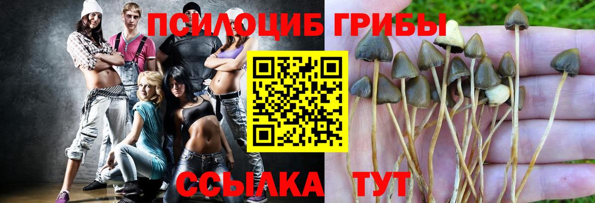 Псилоцибиновые грибы Psilocybine cubensis Красноярск